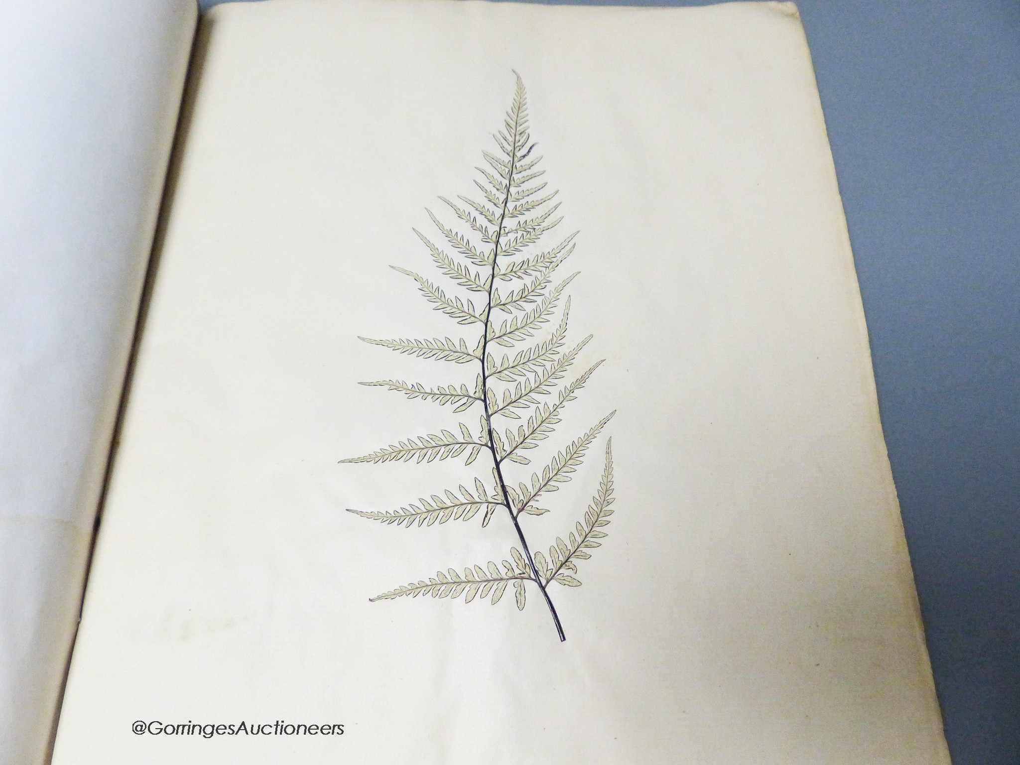 Early 20th century album of pressed fern specimens and leaves